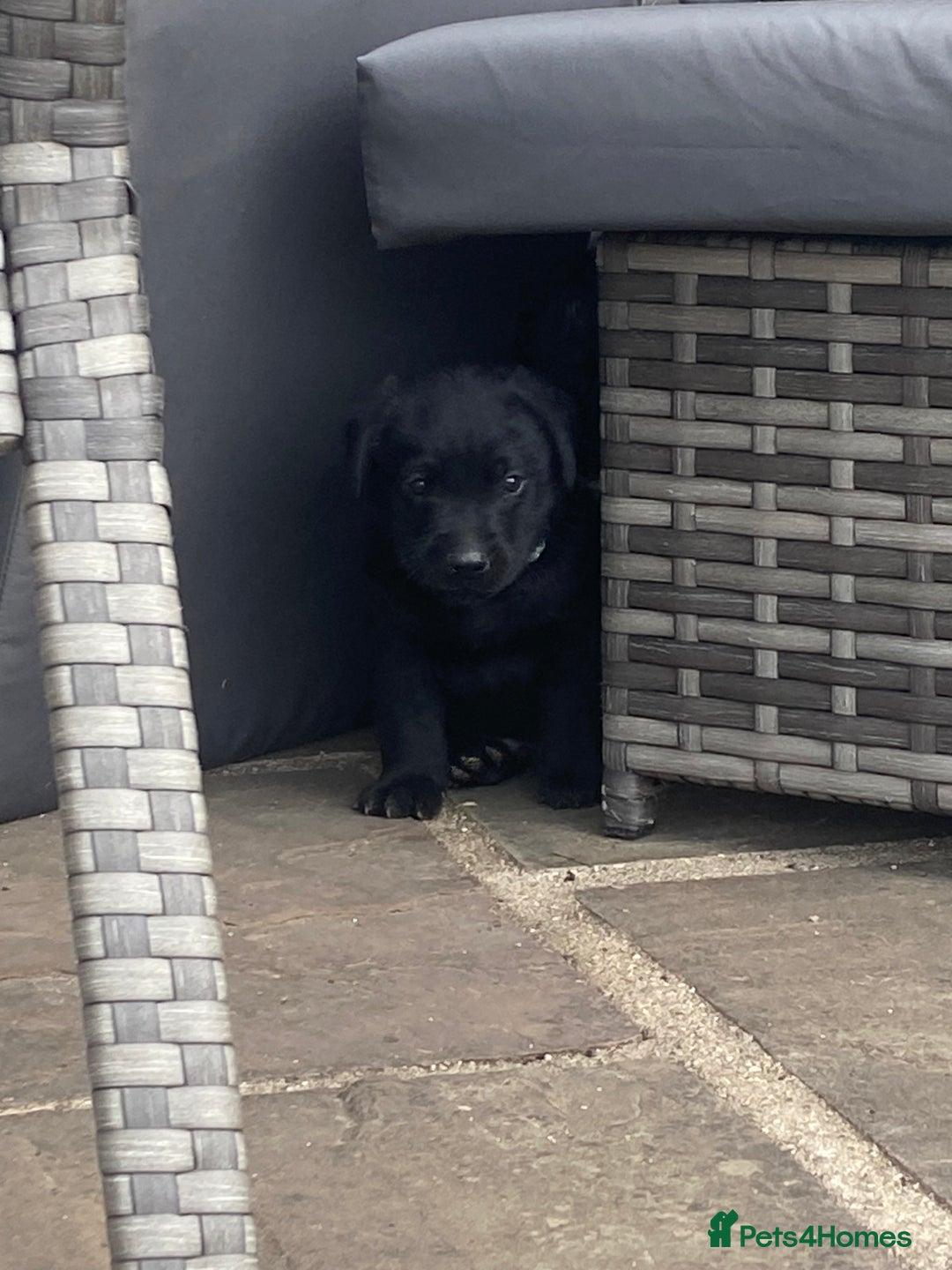 Labrador Retriever dogs for sale: KC Registered working Labrador puppies - Image 26