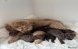 Cavapoo dogs for sale: Cavapoo puppies - Image 4