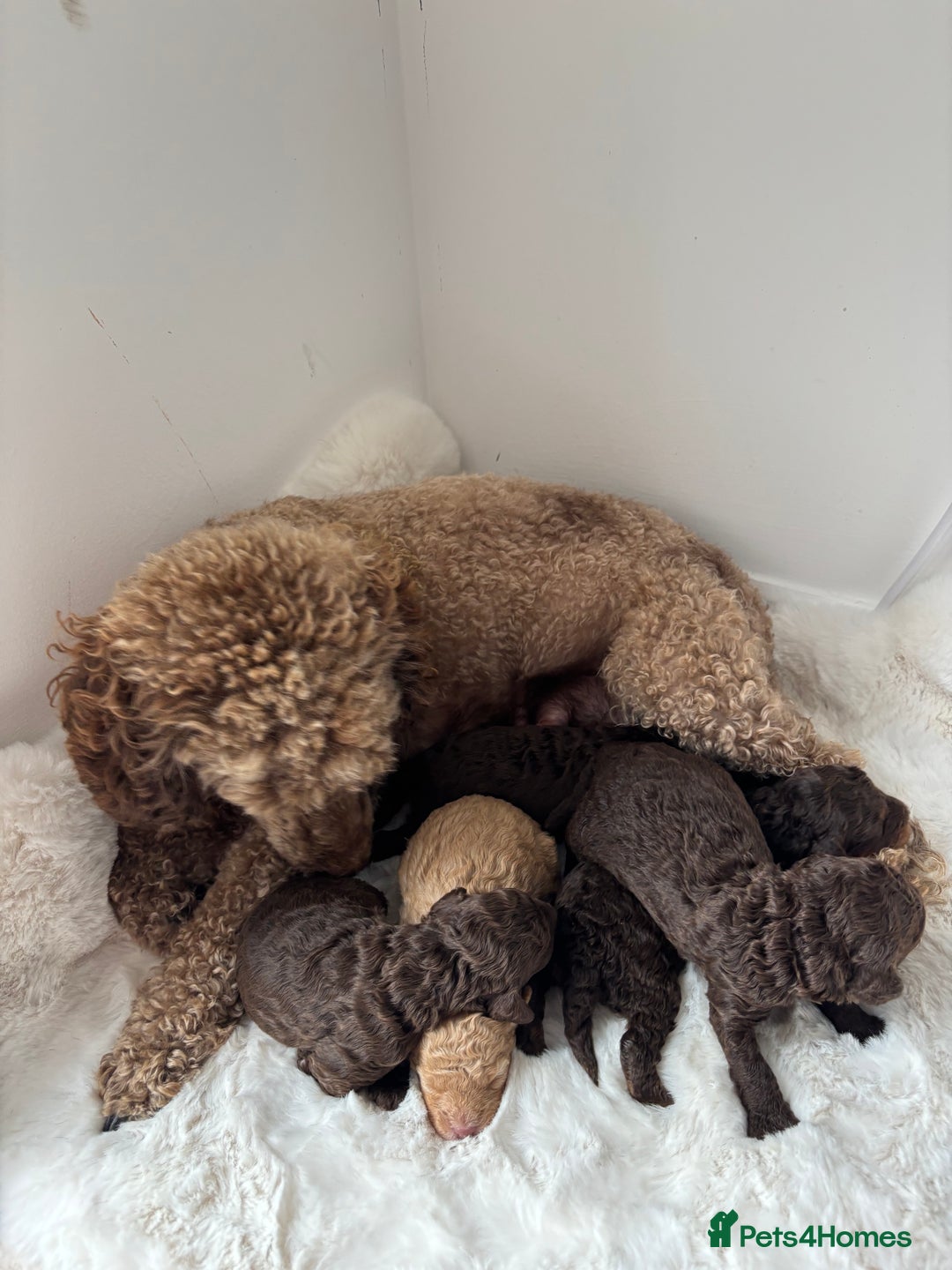 Cavapoo dogs for sale: Cavapoo puppies - Image 4