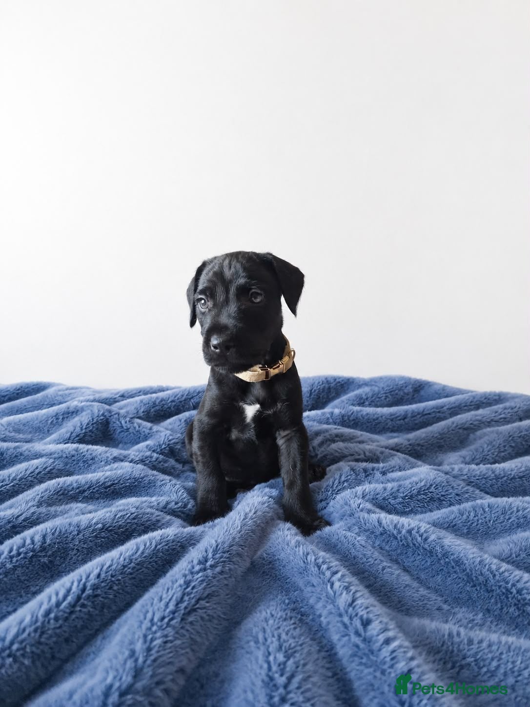Patterdale Terrier dogs Last boy available ❤️  - Advert 1