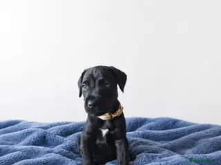Patterdale Terrier dogs Last boy available ❤️ - Advert 1