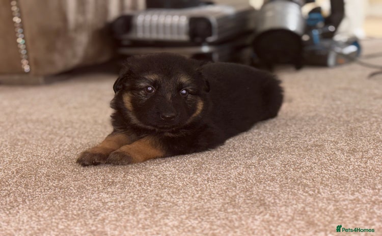 German Shepherd dogs Family reared GSD pups.  - Advert 14