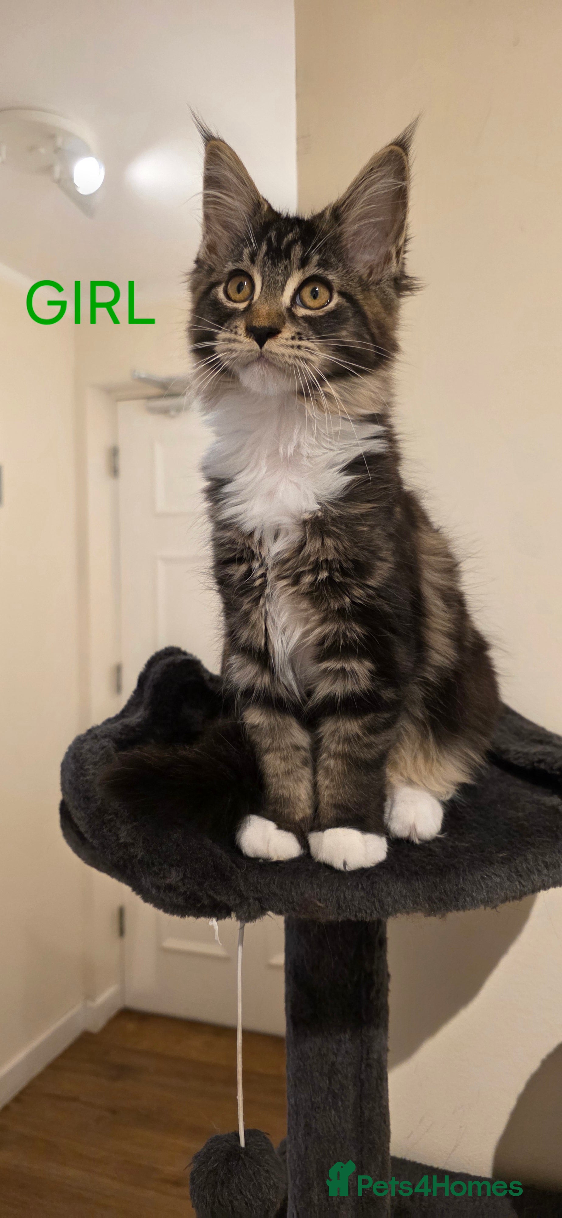 Maine Coon cats PURE BREED MAINE COONS KITTENS Delivery available - Advert 1