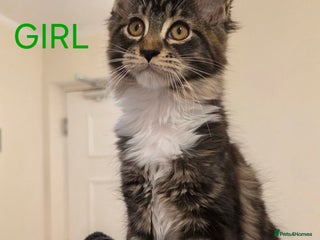 Maine Coon cats PURE BREED MAINE COONS KITTENS Delivery available - Advert 1