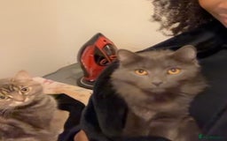Siberian cats for sale: 2 Beautiful Friendly Cats Looking for Loving Home - Image 6