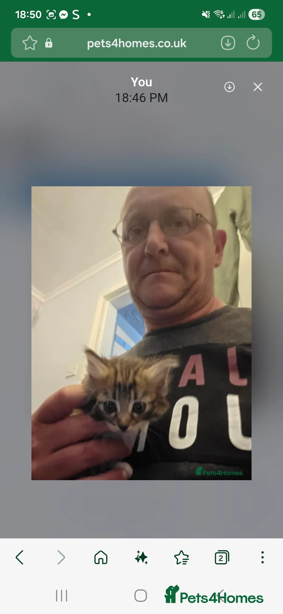 Mixed Breed cats for sale: Beautiful kittens - Advert 2