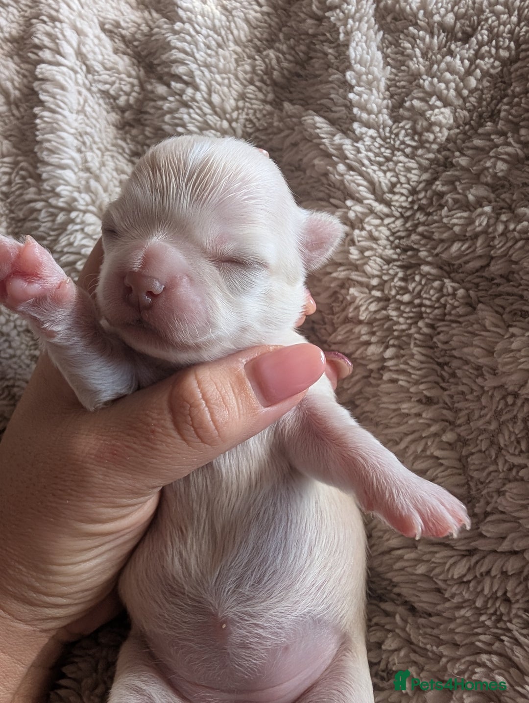 Chihuahua dogs for sale: Gorgeous Chihuahuas looking for their forever home - Advert 6