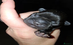 French Bulldog dogs for sale: 8 stunning french bulldogs - Advert 3