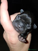 French Bulldog dogs 8 stunning french bulldogs - Advert 3