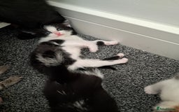 Mixed Breed cats for sale: Kittens  - Image 7