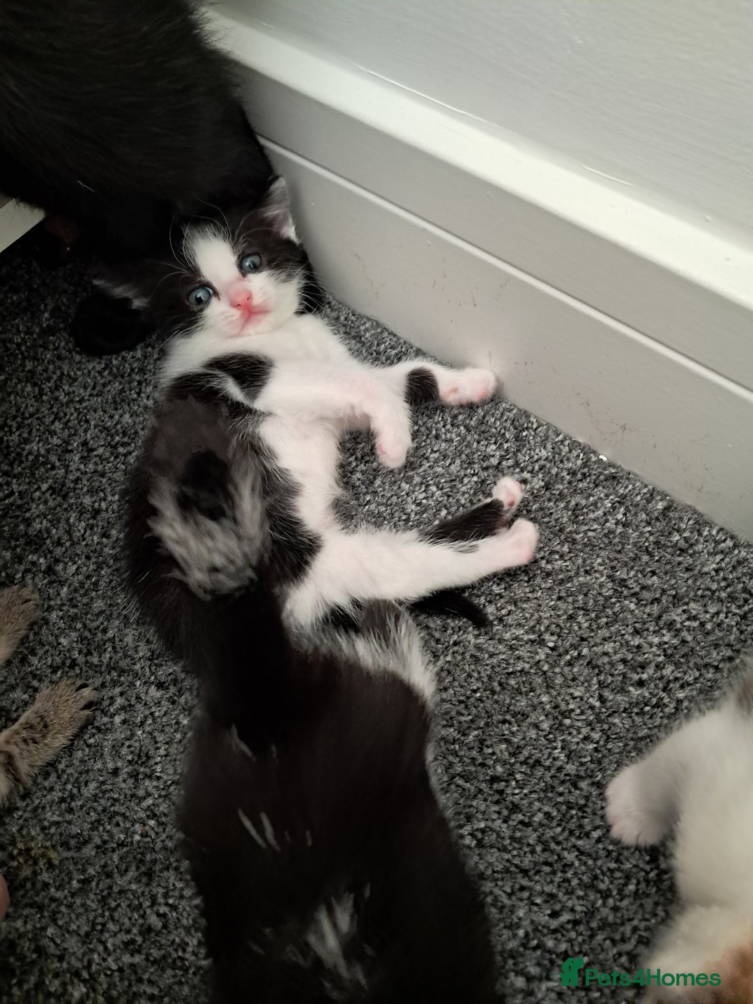 Mixed Breed cats for sale: Kittens  - Image 7