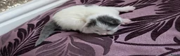 Mixed Breed cats for sale: £40 each or 2 for £70 - read description :) in Liverpool - Advert 28