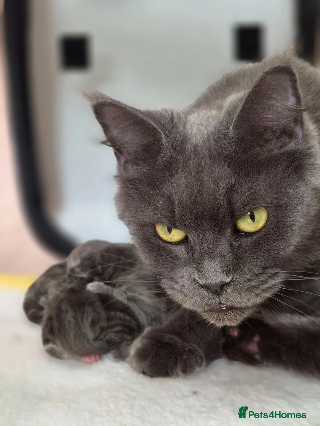 Maine Coon cats for sale: MAINE COON BOY LAST ONE  - Advert 1
