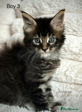 Maine Coon cats - Advert 12