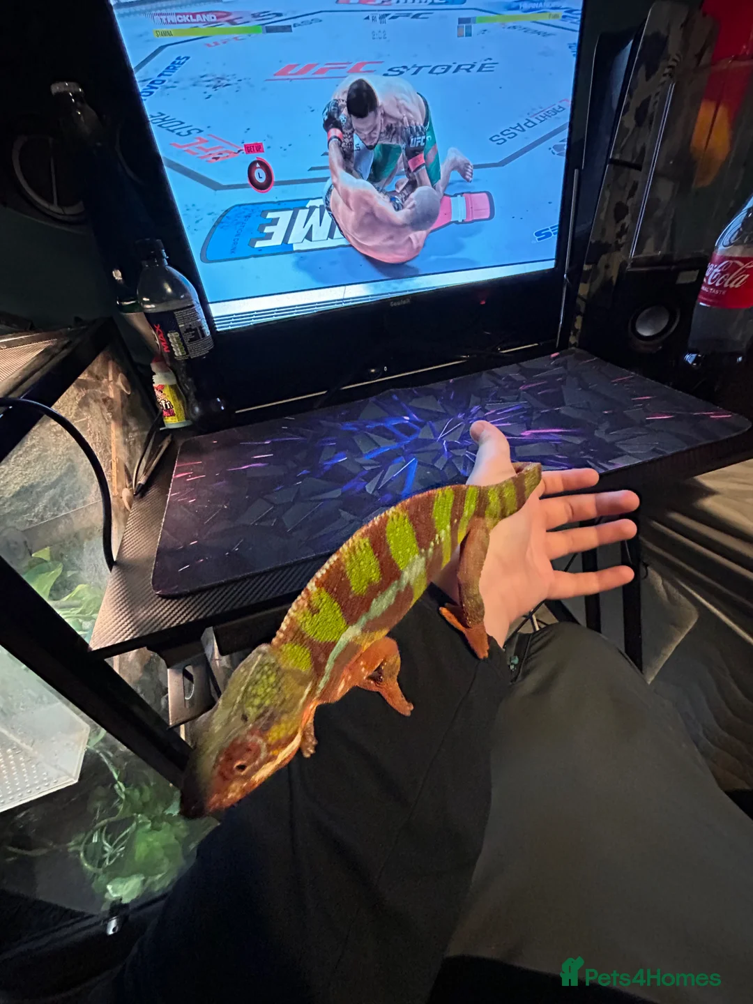 Chameleon reptiles for sale: Ambidole panther chameleon in Runcorn - Advert 9