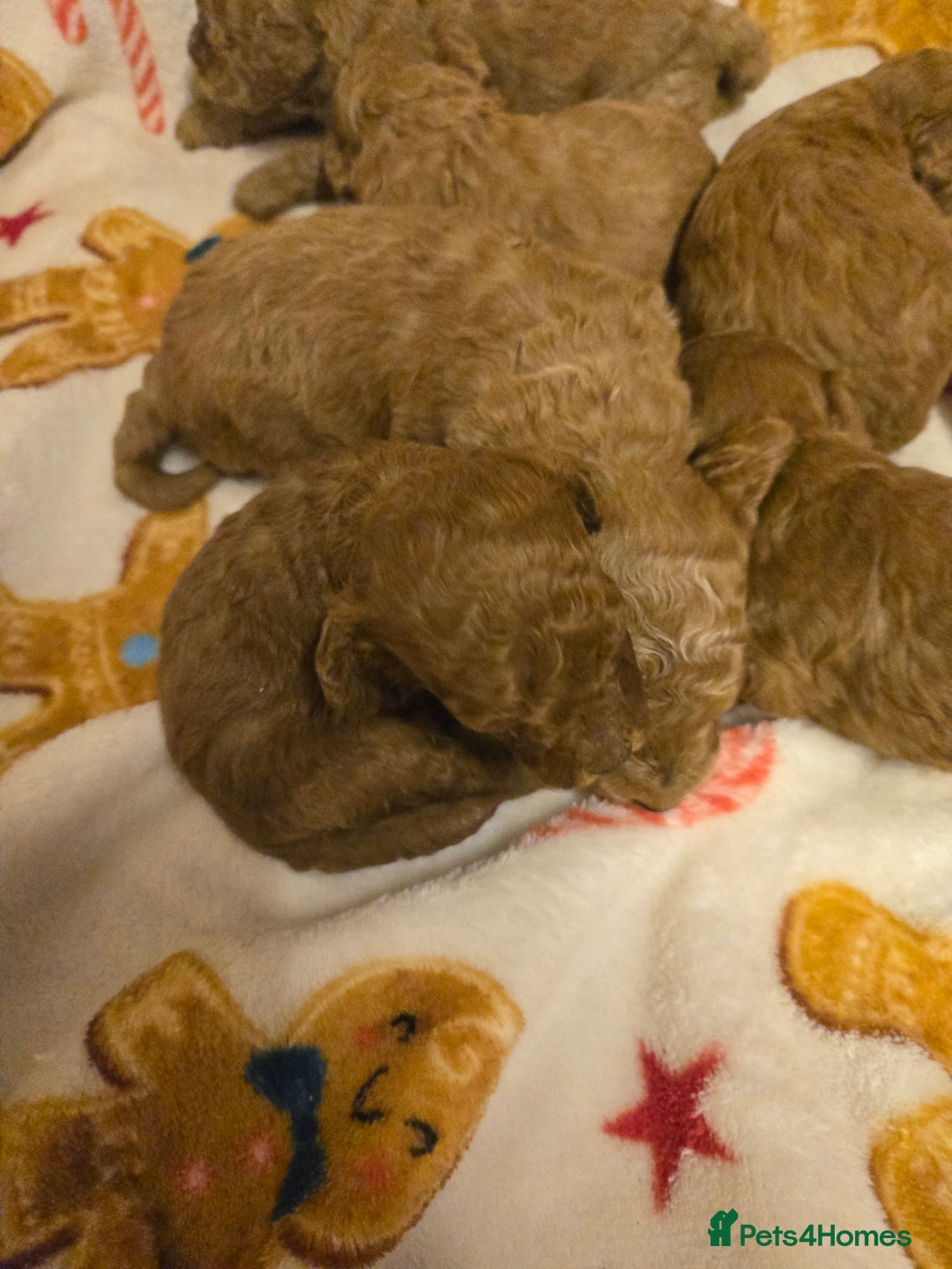 Toy Poodle dogs for sale:  Red toy poodles  - Advert 5