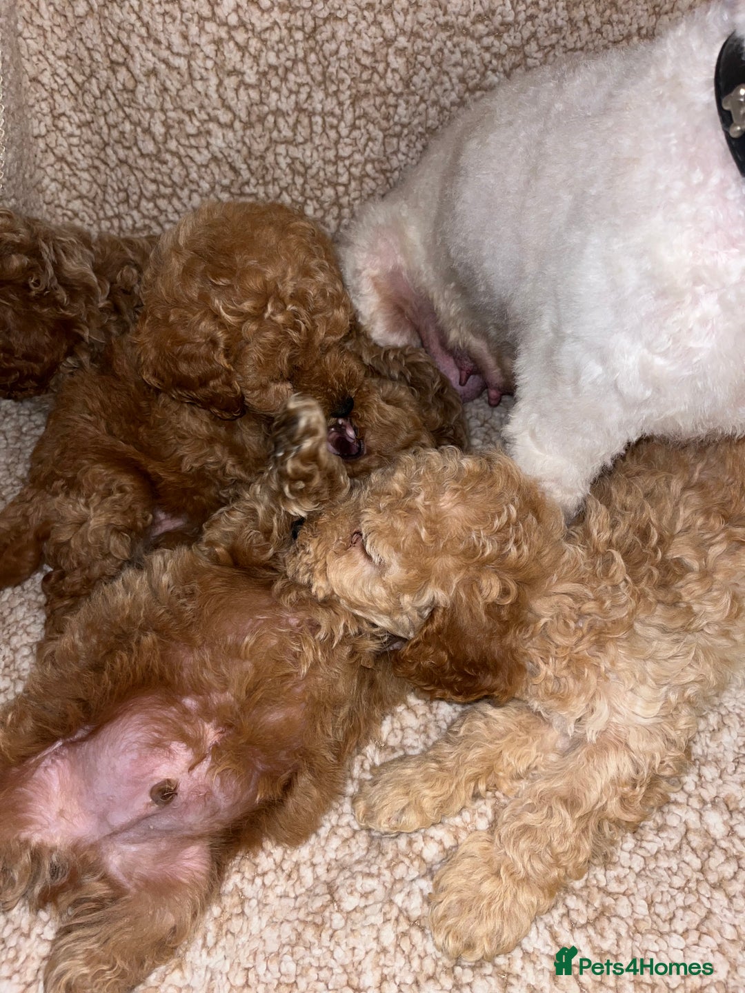 Cavapoochon dogs for sale: Beautiful cavapoochon baby’s  - Advert 16