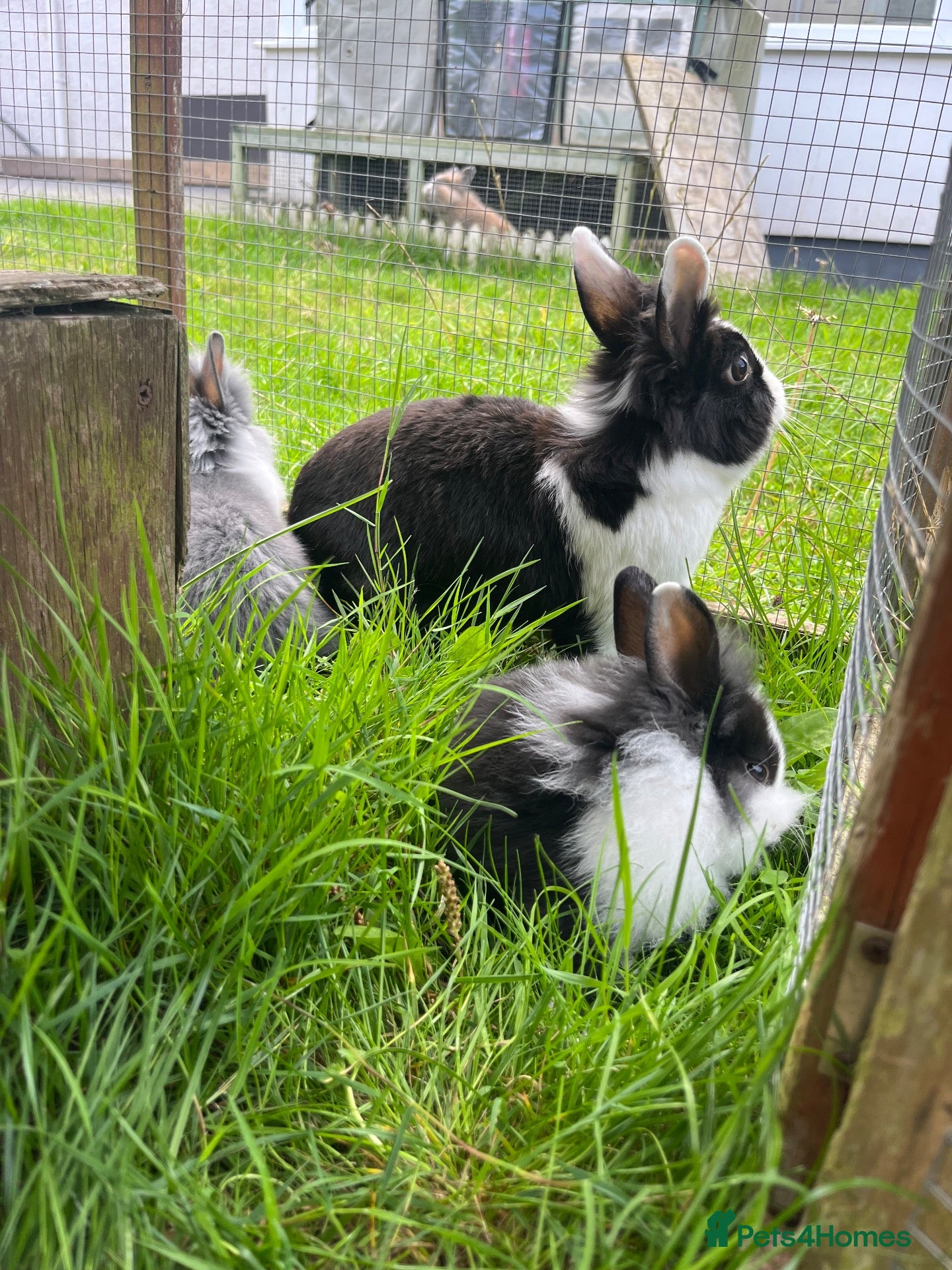 Lionhead rabbits Adorable dwarf/lionhead baby rabbits - Advert 2