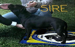 Staffordshire Bull Terrier dogs for sale: KC Registered Champions Bloodline Show Quality  - Image 22