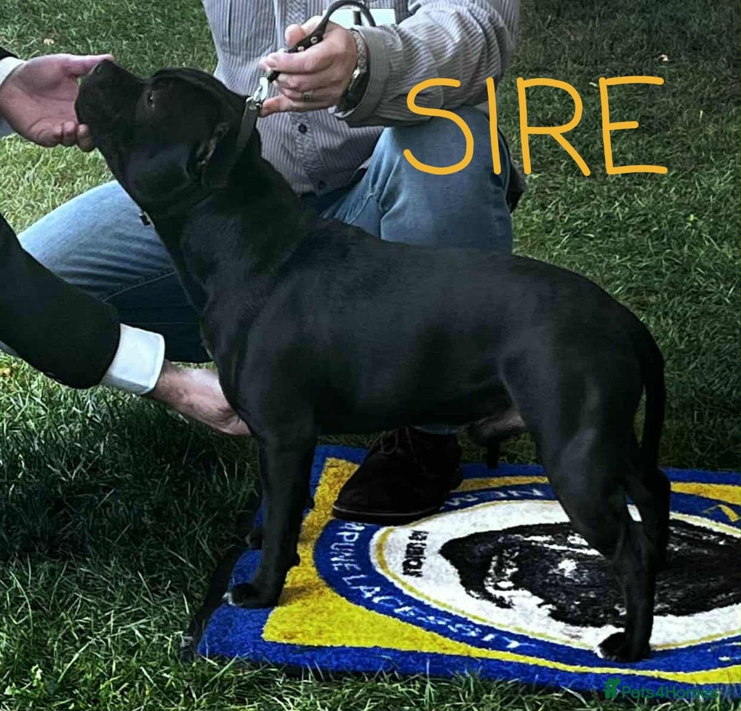 Staffordshire Bull Terrier dogs for sale: KC Registered Champions Bloodline Show Quality  - Image 22
