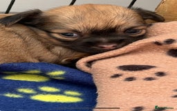 Chihuahua dogs for sale: Absolutely Stunning Little Chihuahua Puppies - Image 11