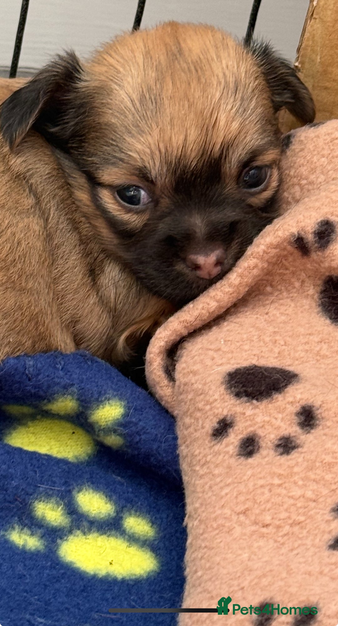 Chihuahua dogs for sale: Absolutely Stunning Little Chihuahua Puppies - Image 11