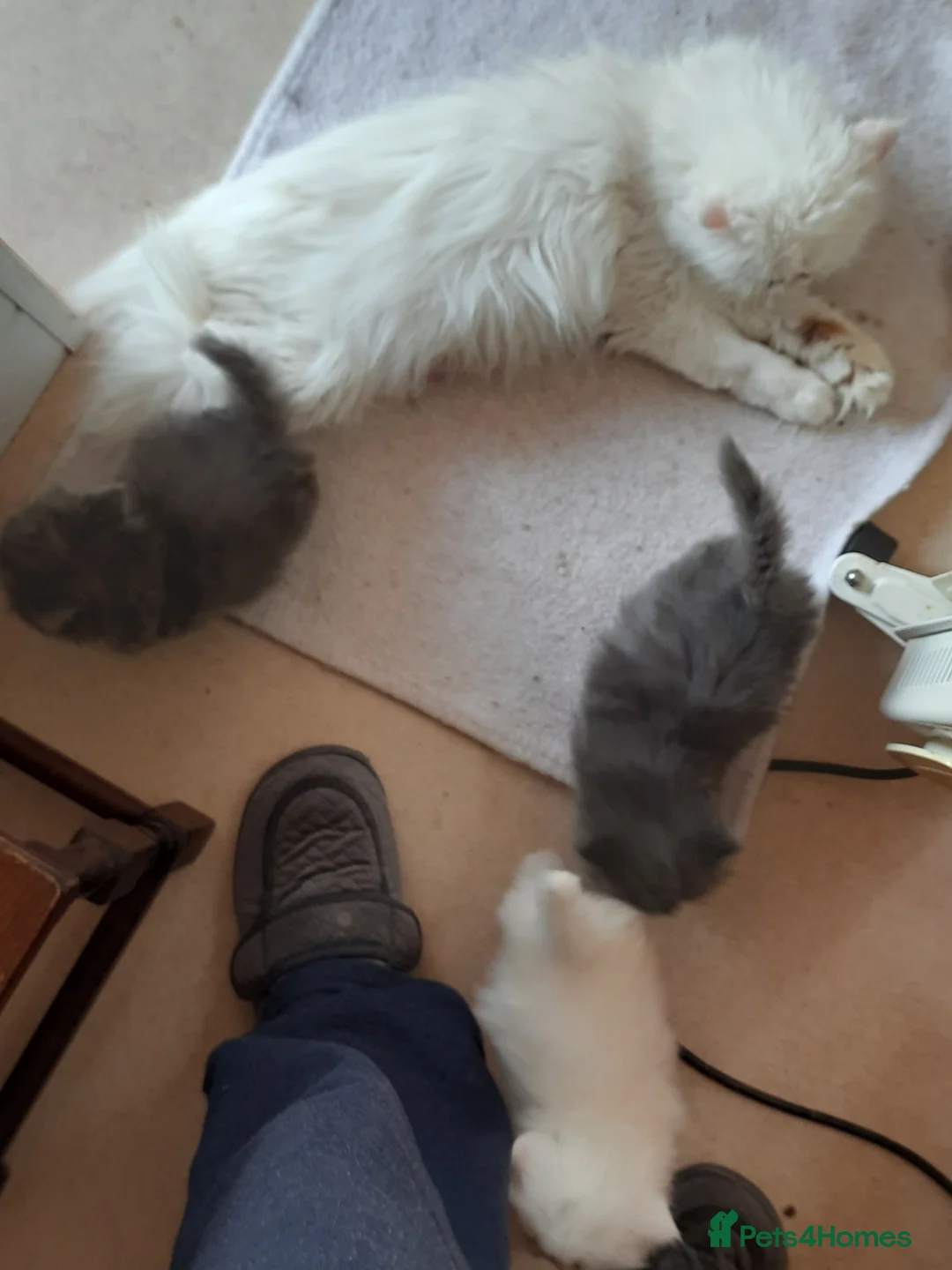 Persian cats for sale: GCCF Registered Persian kittens  - Advert 4