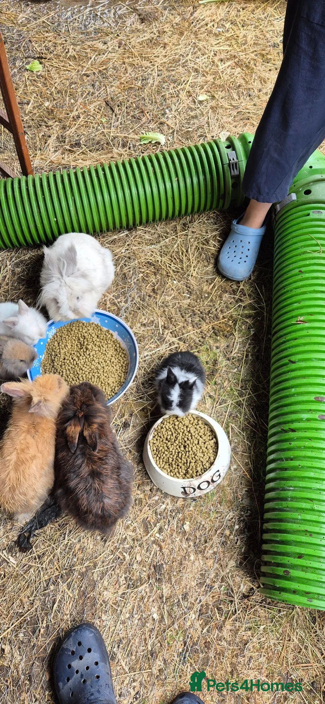 Mixed Breed rabbits for sale: Mixed breed lionheads babies  - Advert 12