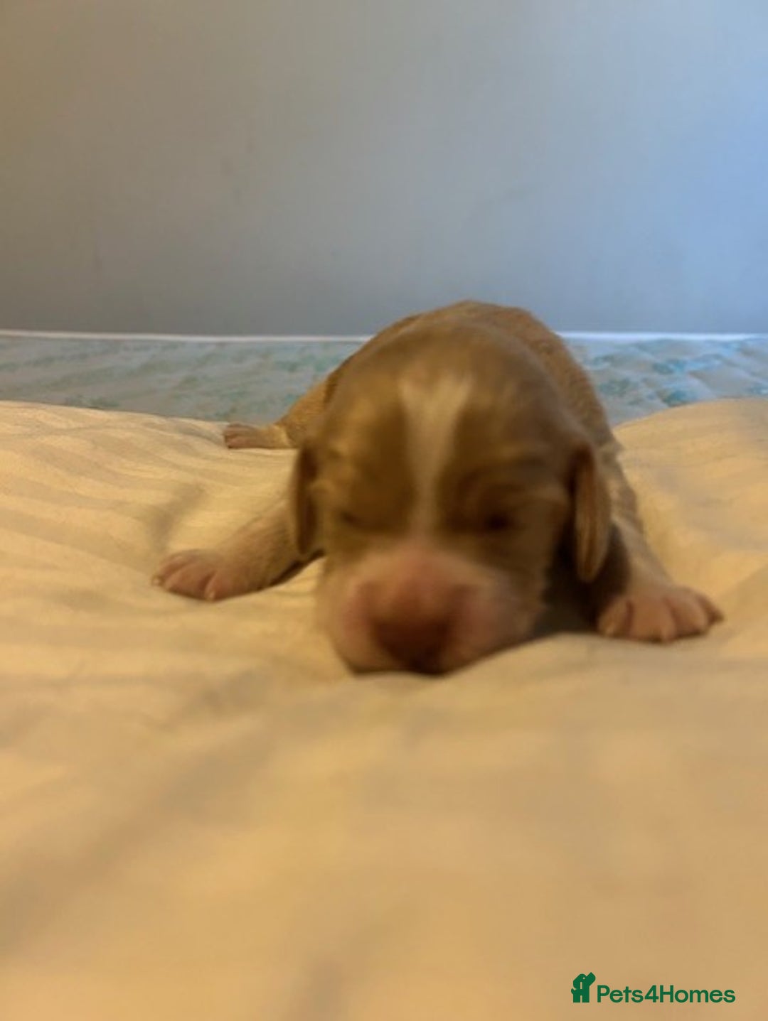 Cocker Spaniel dogs for sale: Working cocker spaniels for sale - Advert 6