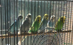 Budgerigars birds for sale: Bargain price 6 pet budgies for £100 - Image 1