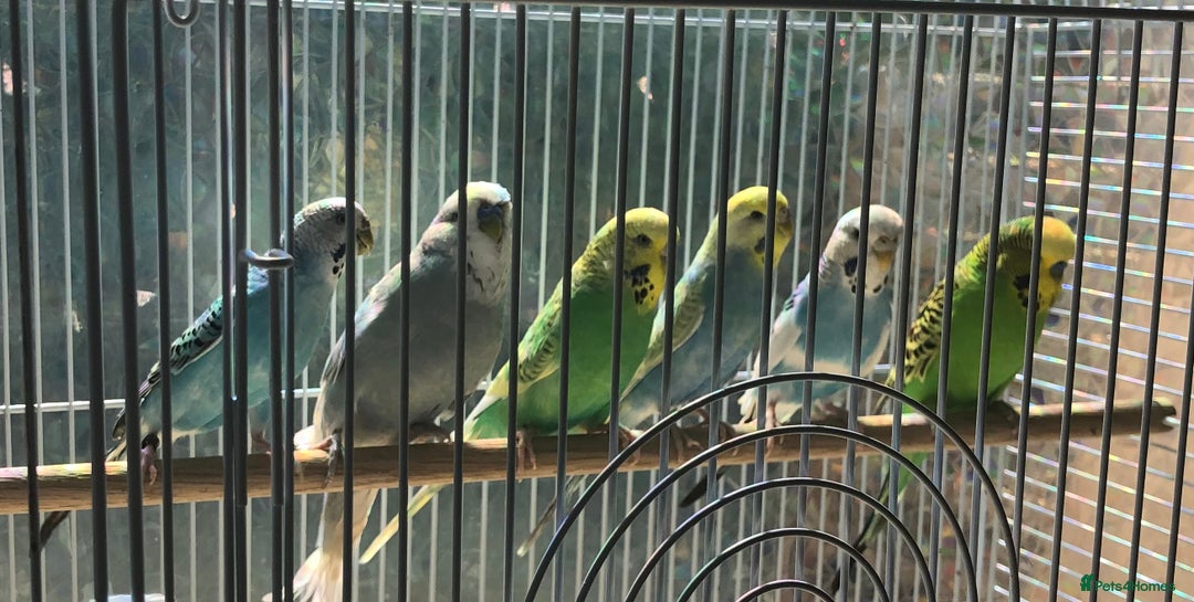Budgerigars birds for sale: Bargain price 6 pet budgies for £100 - Image 1