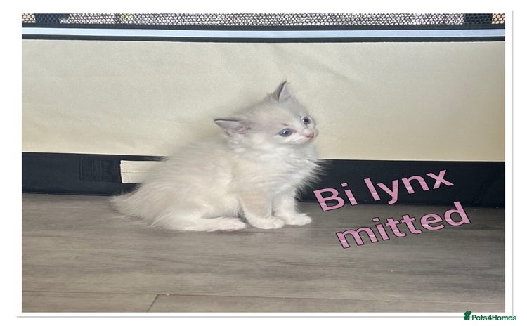 Ragdoll cats - Advert 8