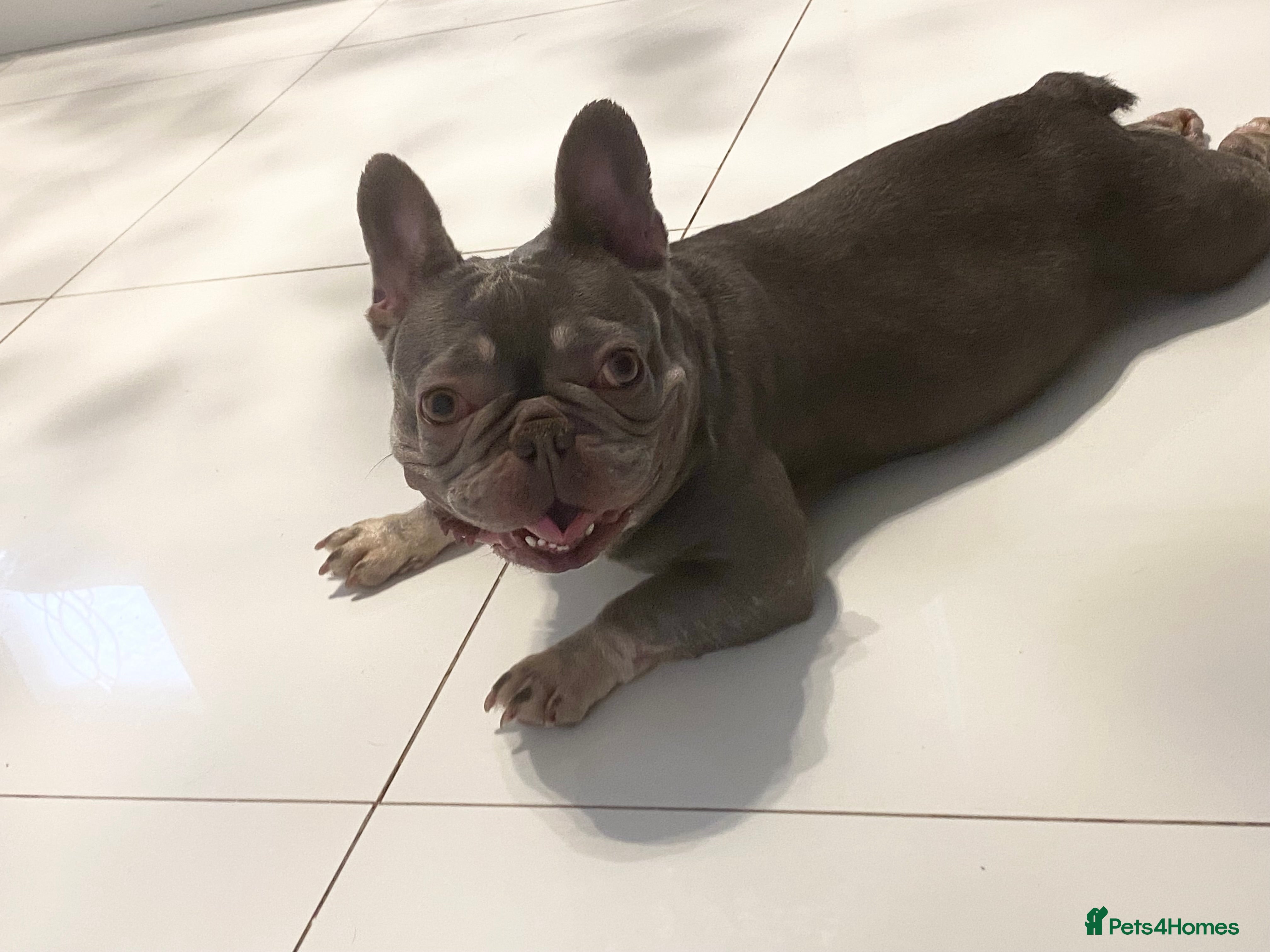 French Bulldog dogs FRENCH BULLDOG LOOKING FOR HER NEW HOME  - Advert 5