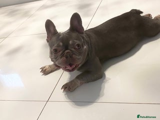 French Bulldog dogs FRENCH BULLDOG LOOKING FOR HER NEW HOME - Advert 3