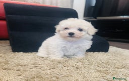 Maltipoo dogs for sale: Gorgeous Maltipoo Puppies  - Image 8