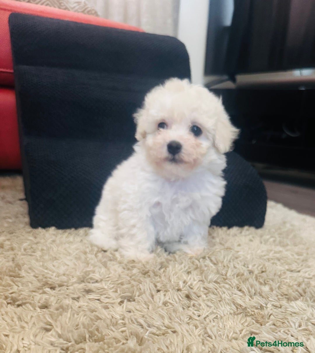 Maltipoo dogs for sale: Gorgeous Maltipoo Puppies  - Image 8