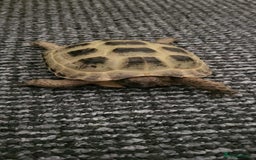 Tortoise reptiles for sale: Horsfield Tortoise - Image 1