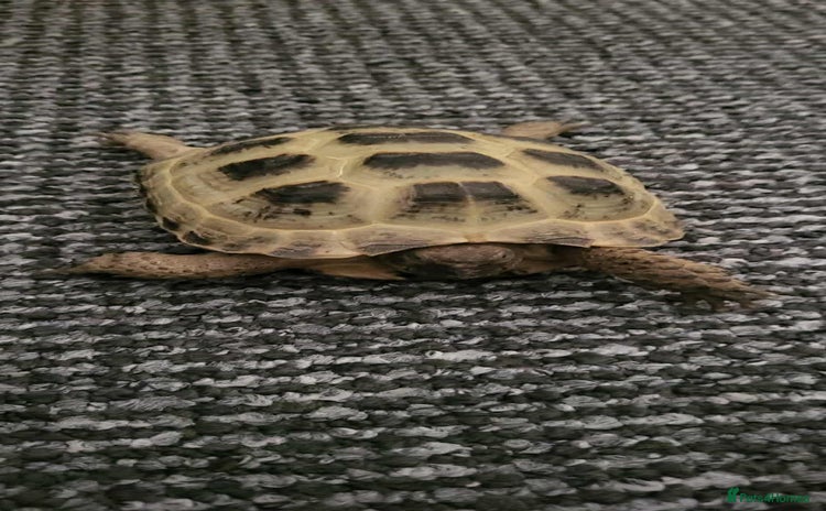 Tortoise reptiles - Advert 15