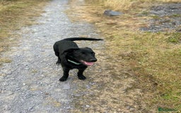 Borador dogs for sale: Beautiful Labrador/collie pup - Image 6