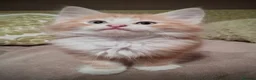 Norwegian Forest Cat cats for sale: Beautiful pedigree Norwegian Forest kittens  - Advert 13