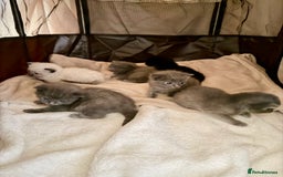 Ragdoll cats for sale: Half Ragdoll Kittens - Image 1