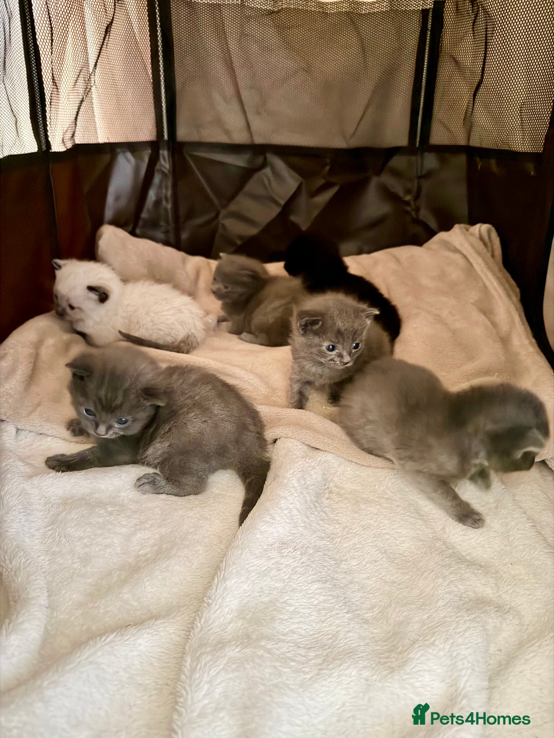 Ragdoll cats for sale: Half Ragdoll Kittens - Image 1