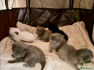 Ragdoll cats - Advert 12