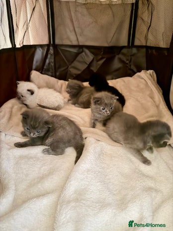 Ragdoll cats - Advert 1