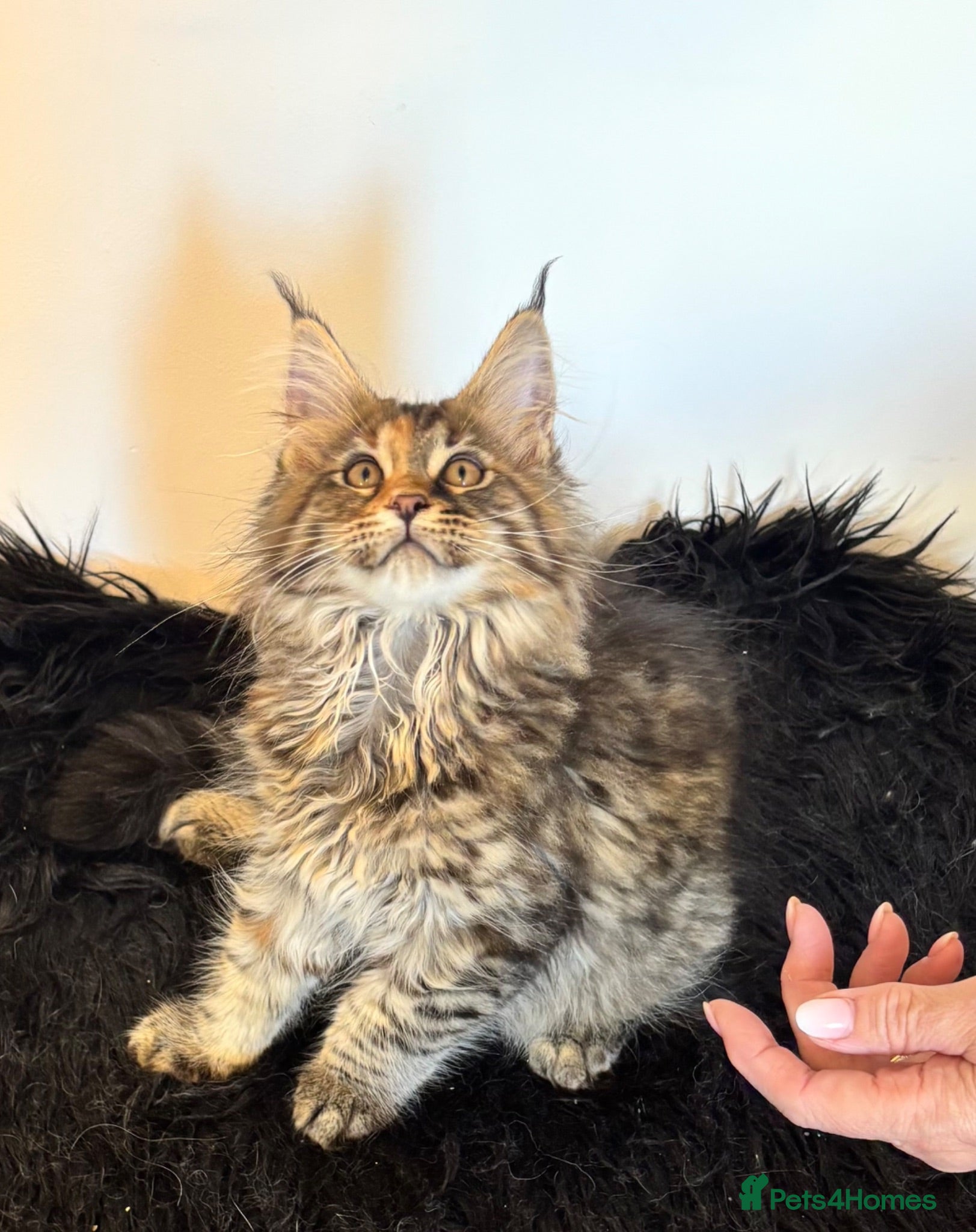 Maine Coon cats Gorgeous, XXL Russian Maine Coon kittens - Advert 1