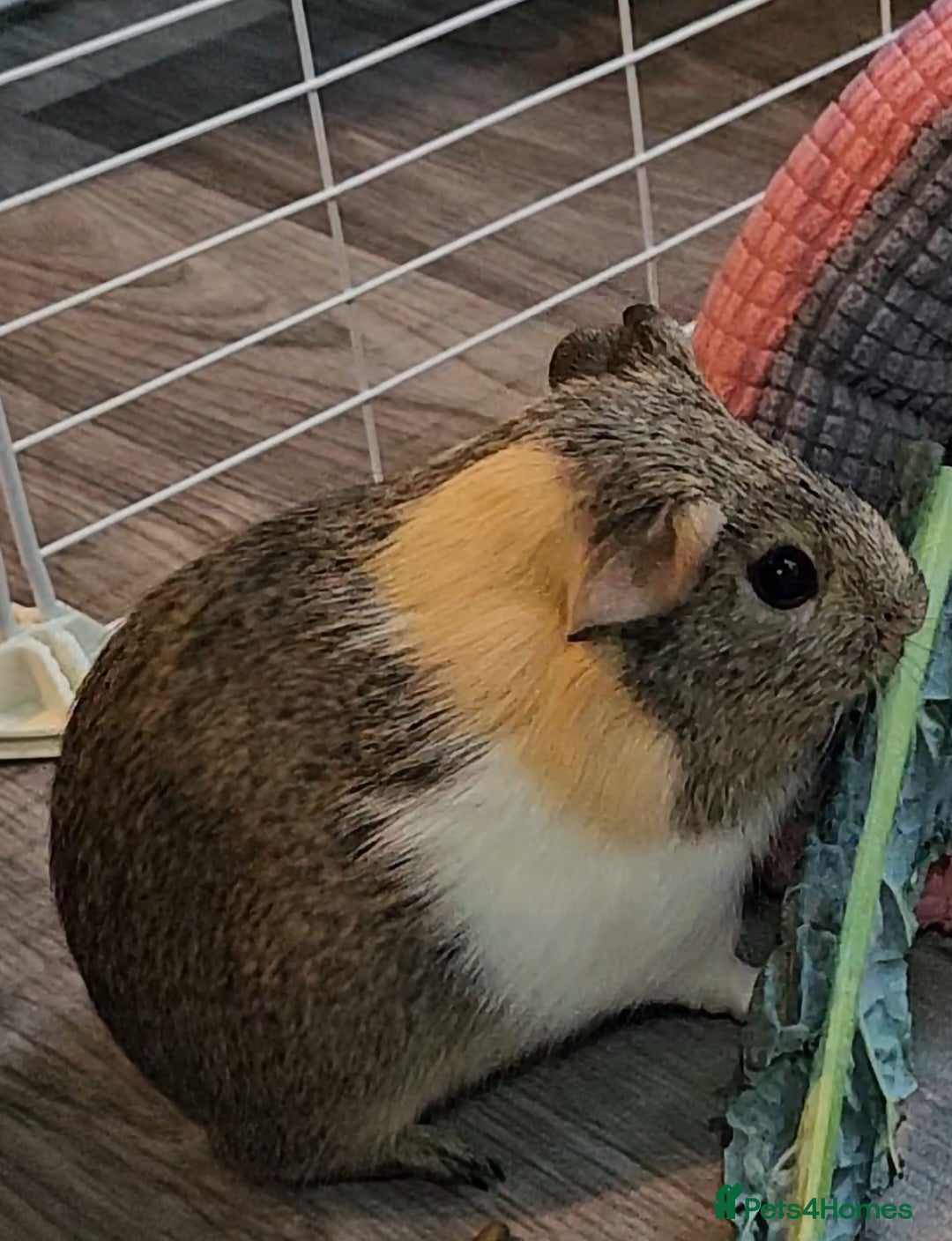 Guinea Pig rodents for sale: 5 month old sow - Advert 2