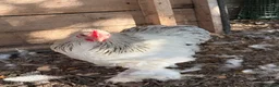 Chickens poultry for sale: Beautiful Pekin Bantam Rooster - Advert 3