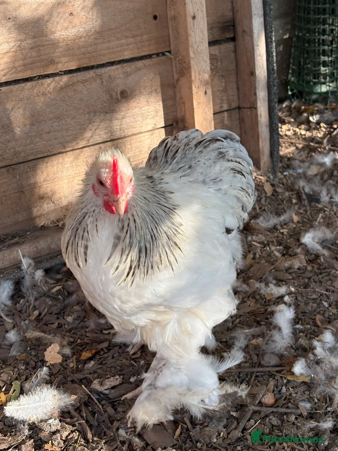 Chickens poultry for sale: Beautiful Pekin Bantam Rooster - Advert 3
