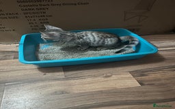 Mixed Breed cats for sale: Crossed BENGALS  - Image 11