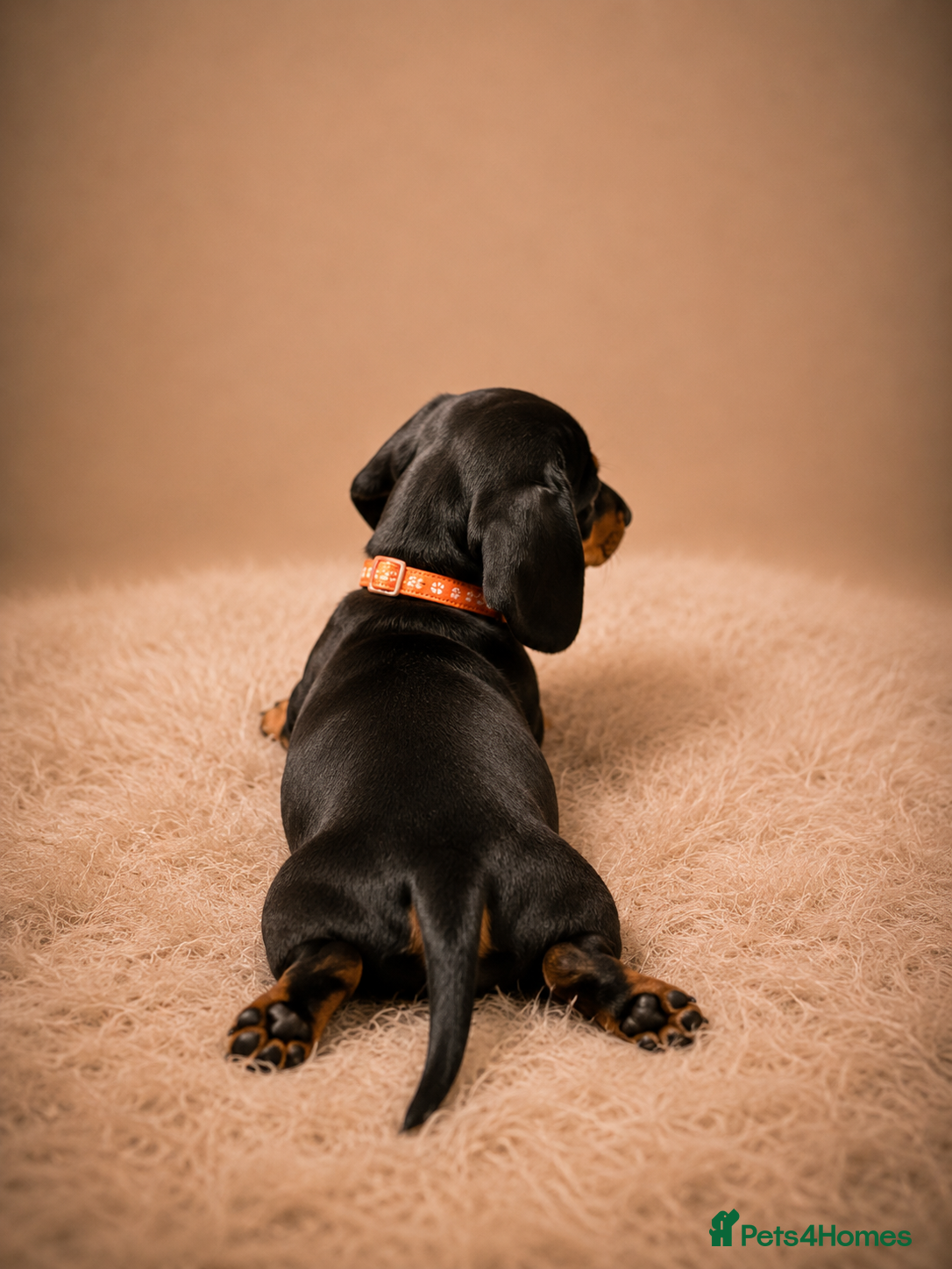 Miniature Dachshund dogs Miniature Dachshund Puppies Ready To Leave - Advert 2